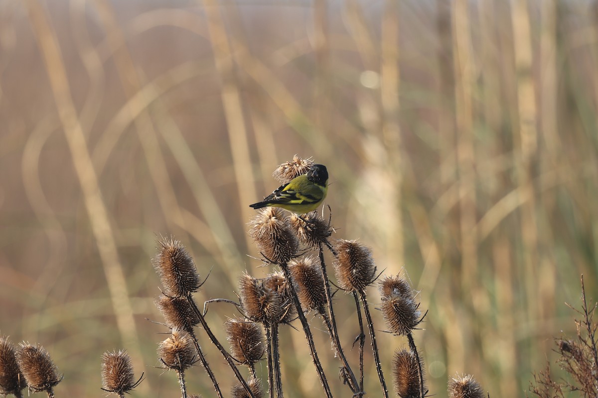 Hooded Siskin - ML638912851