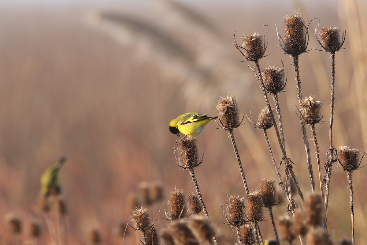 Hooded Siskin - ML638912852