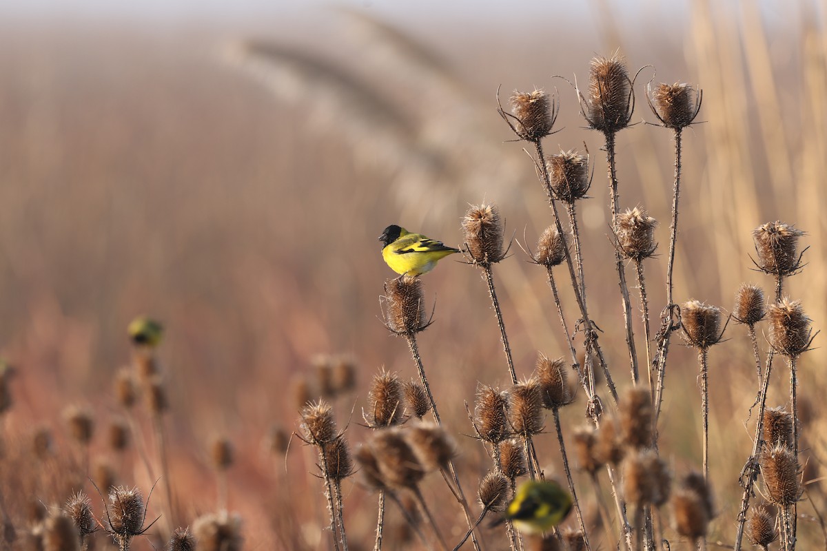 Hooded Siskin - ML638912859