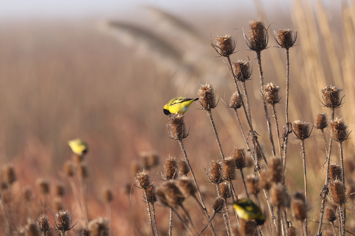 Hooded Siskin - ML638912860