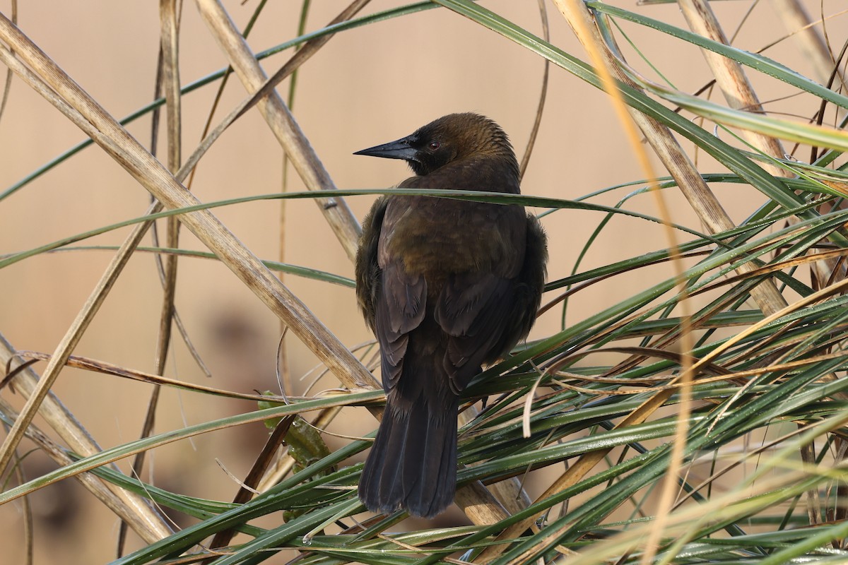 Brown-and-yellow Marshbird - ML638912874
