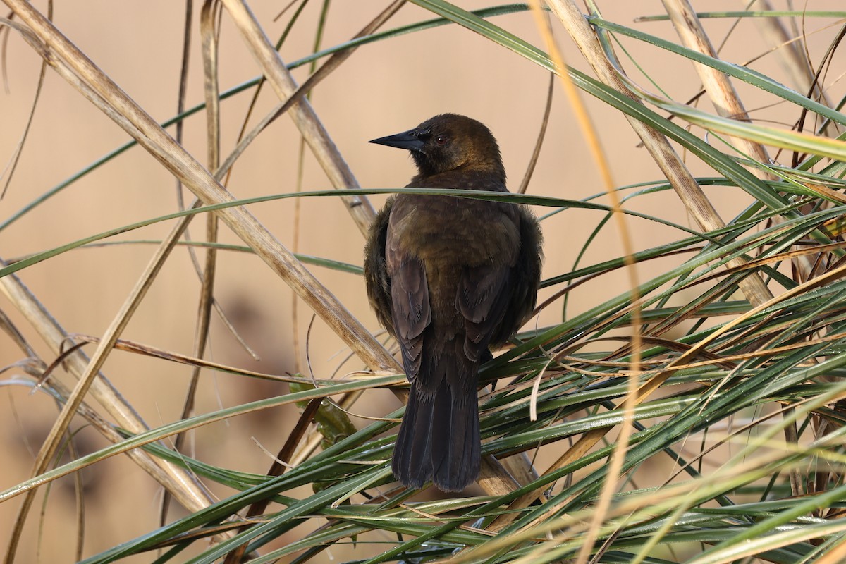 Brown-and-yellow Marshbird - ML638912875