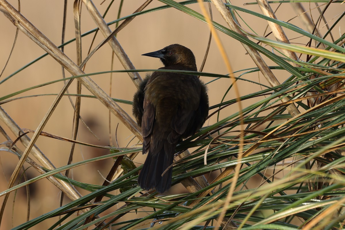 Brown-and-yellow Marshbird - ML638912876