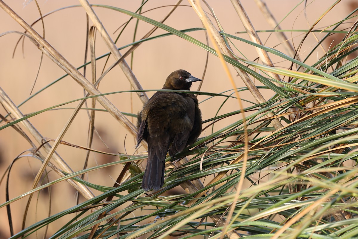 Brown-and-yellow Marshbird - ML638912879