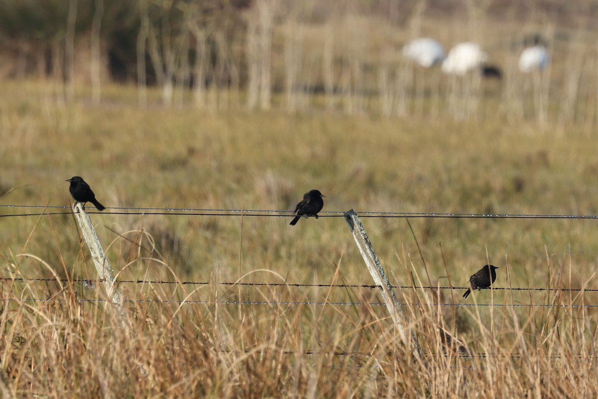 Yellow-winged Blackbird - ML638912916