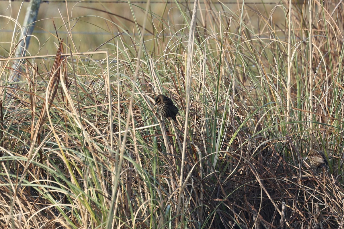 Yellow-winged Blackbird - ML638912918