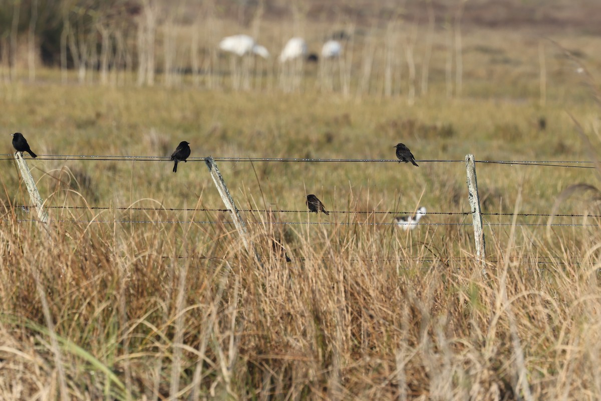 Yellow-winged Blackbird - ML638912919
