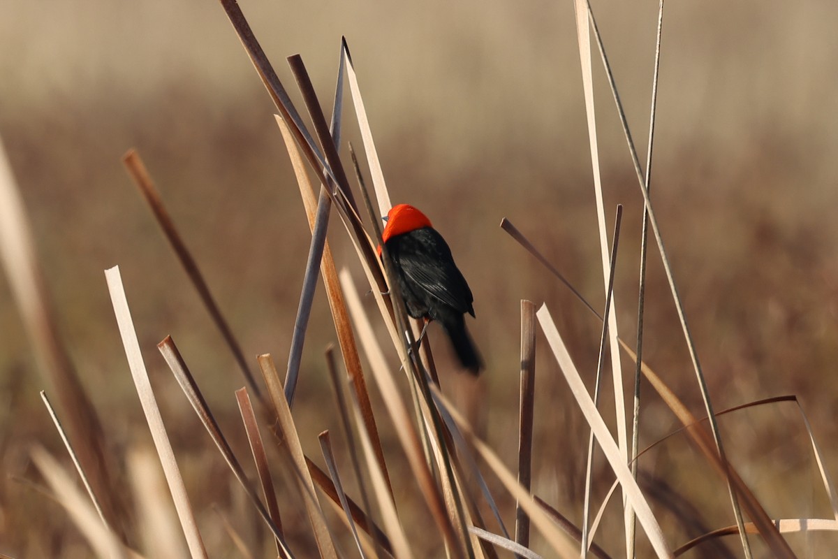 Scarlet-headed Blackbird - ML638912927