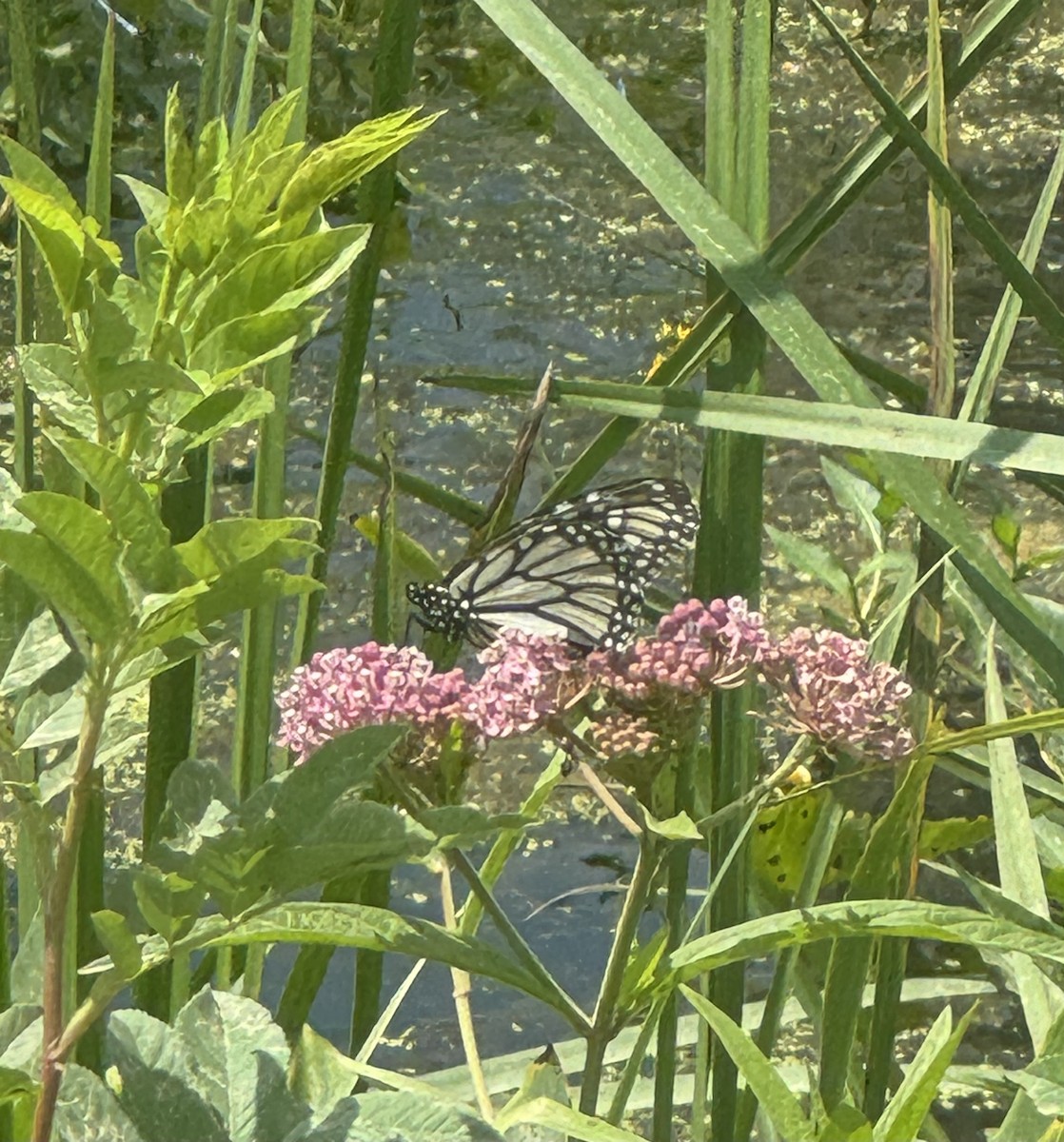 Monarch - ML638912990