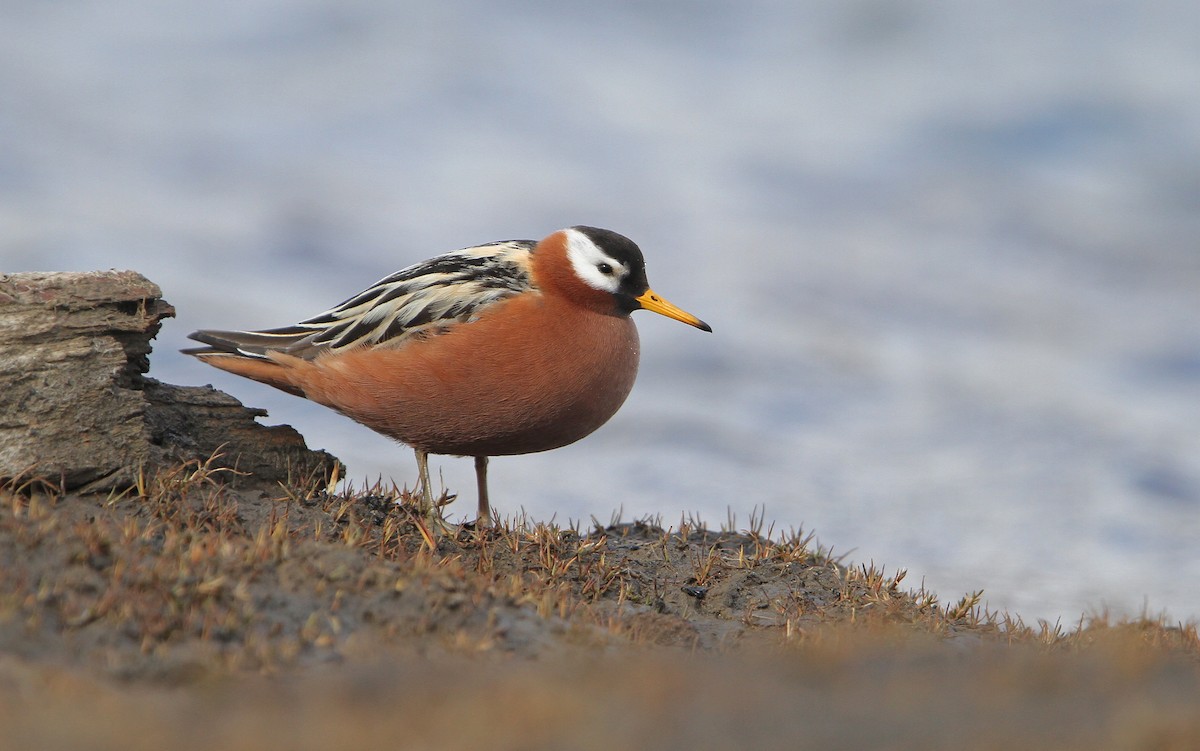 polarsvømmesnipe - ML63891301