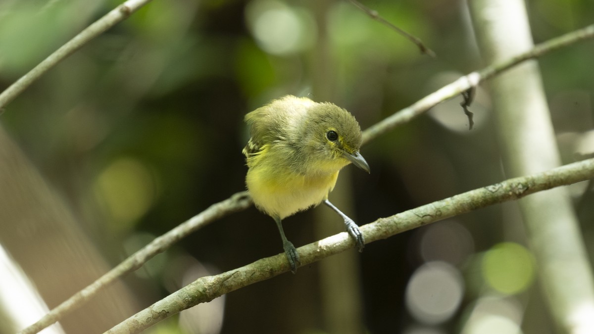 Thick-billed Vireo - ML638913016