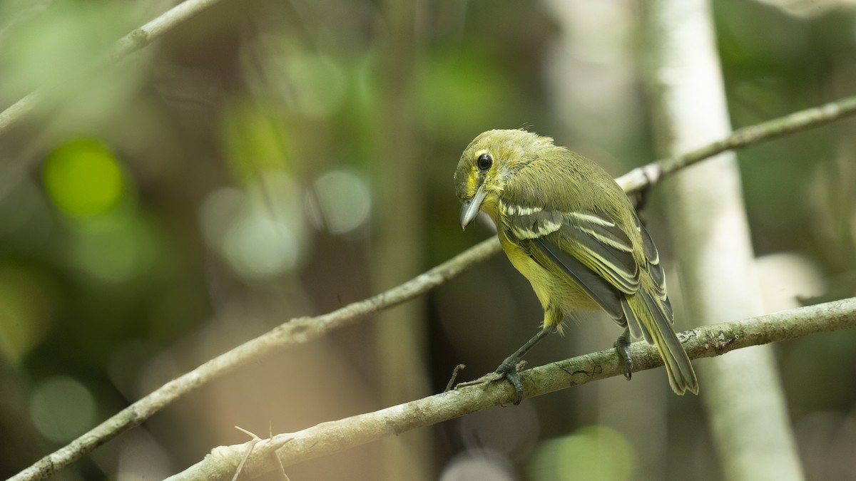 Thick-billed Vireo - ML638913017