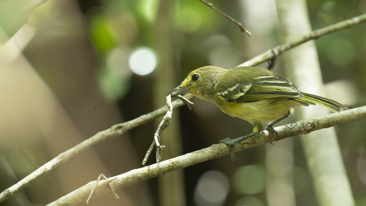 Thick-billed Vireo - ML638913018