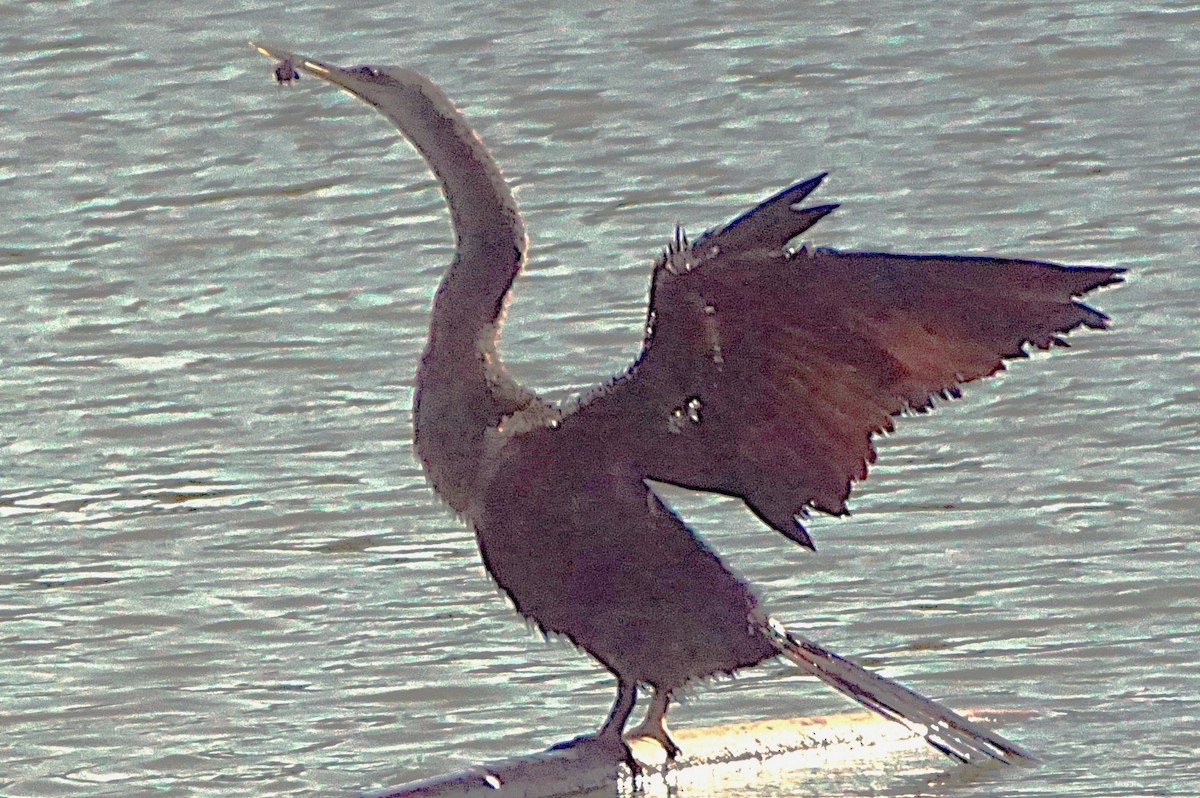 anhinga americká - ML638913023