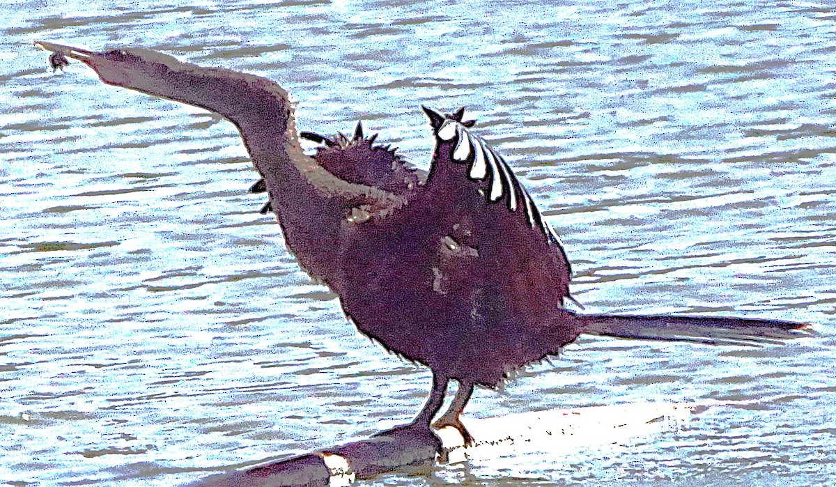 anhinga americká - ML638913027