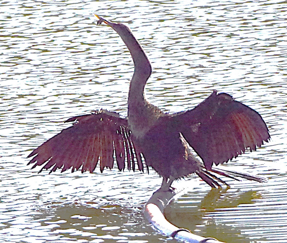 anhinga americká - ML638913033