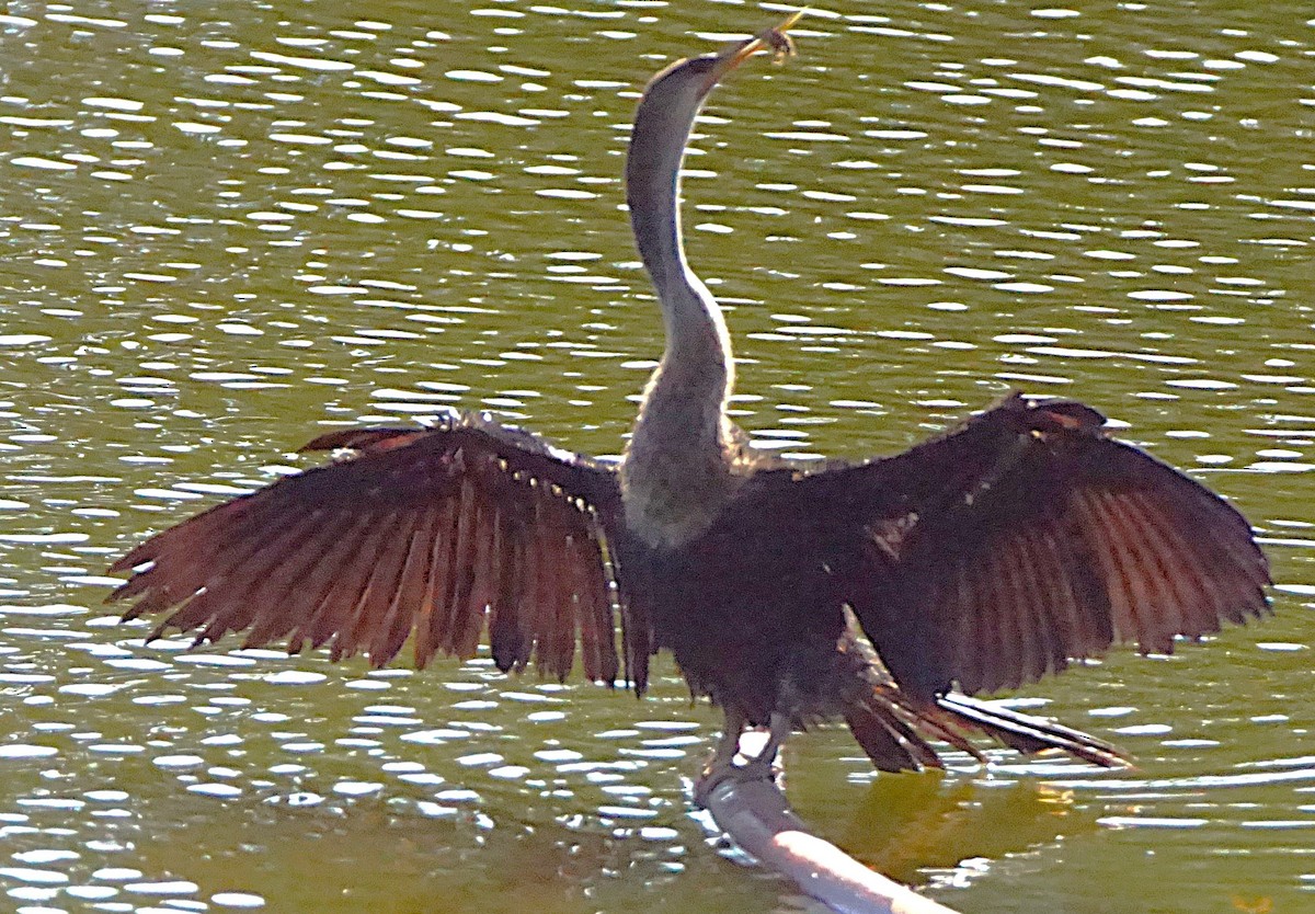 anhinga americká - ML638913038