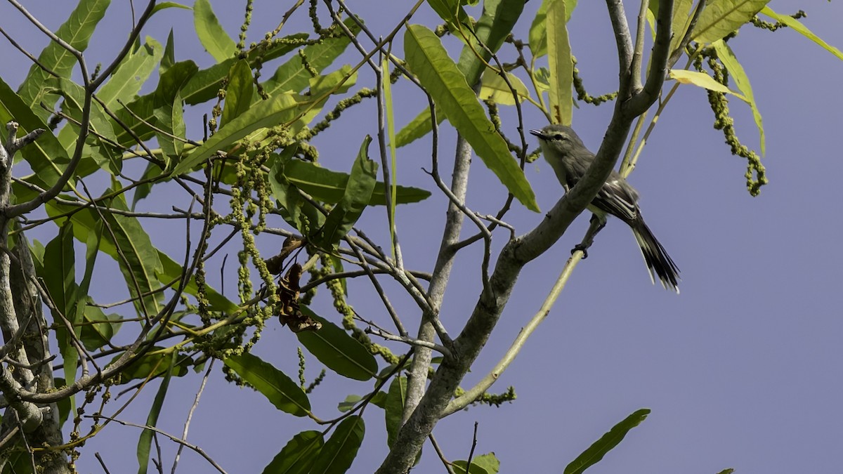 Lesser Wagtail-Tyrant - ML638913045