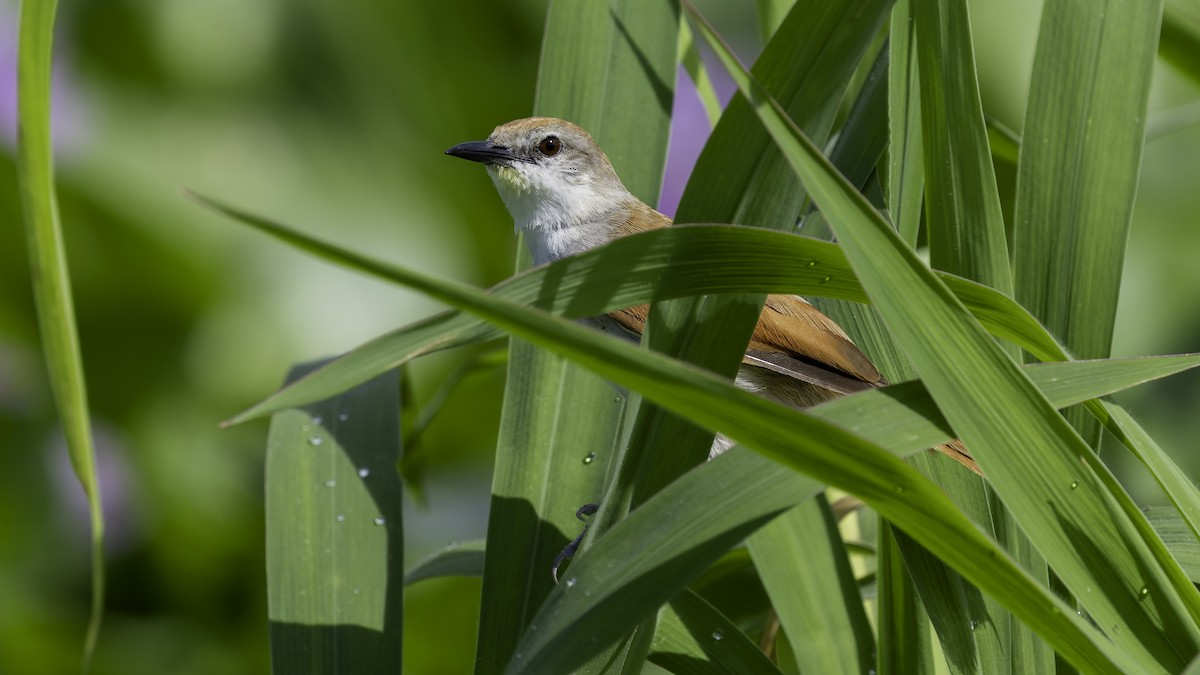 Yellow-chinned Spinetail - ML638913050