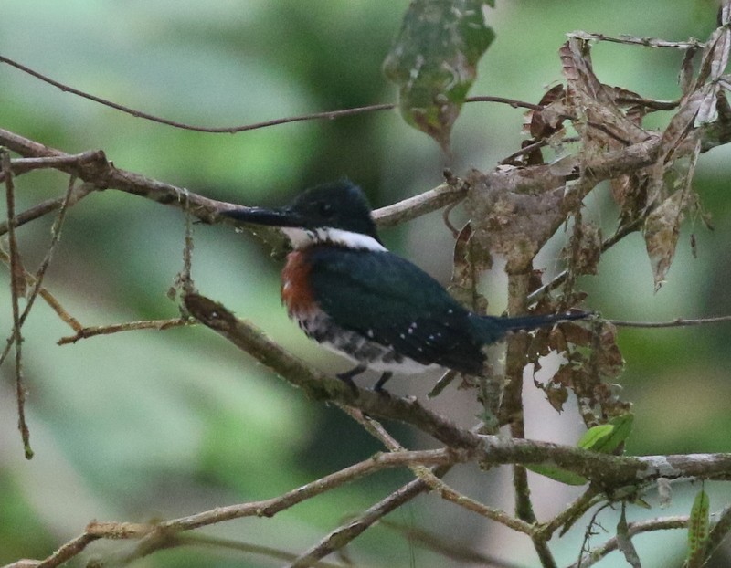 Green Kingfisher - ML638913074