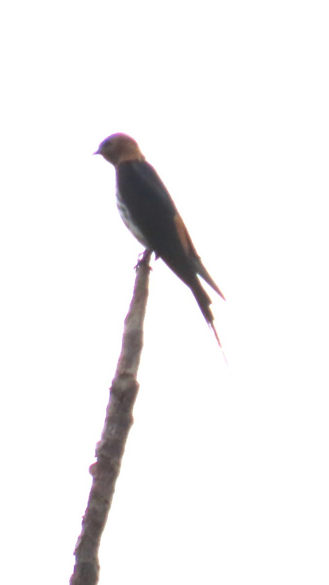 Lesser Striped Swallow - ML638913076