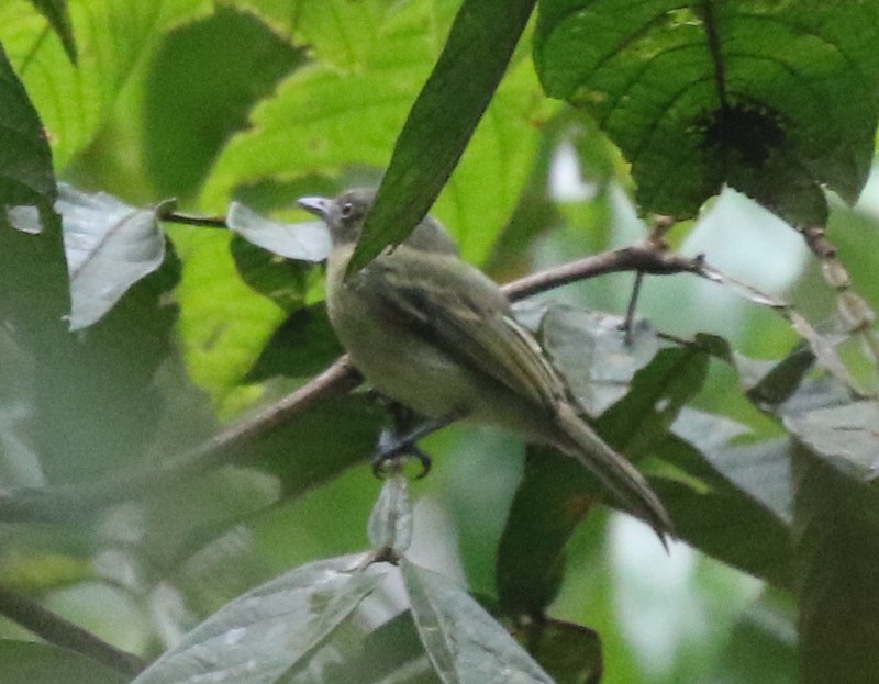 Orange-eyed Flatbill - ML638913089