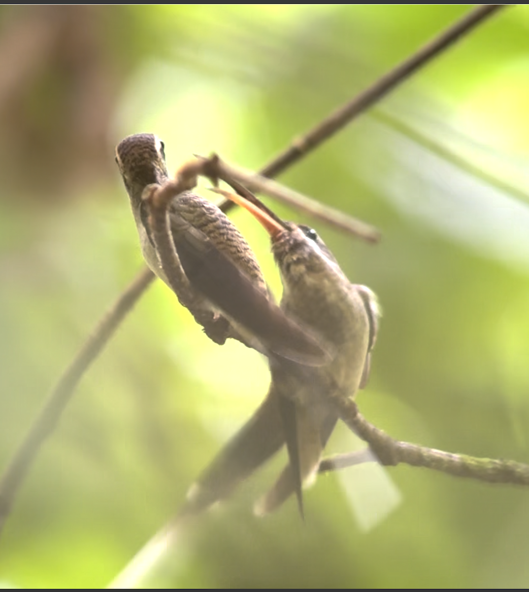 Long-billed Hermit - ML638913096