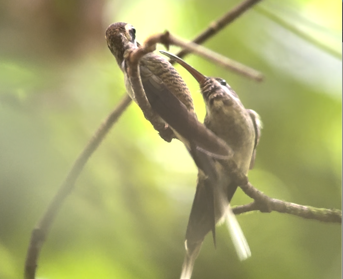 Long-billed Hermit - ML638913097