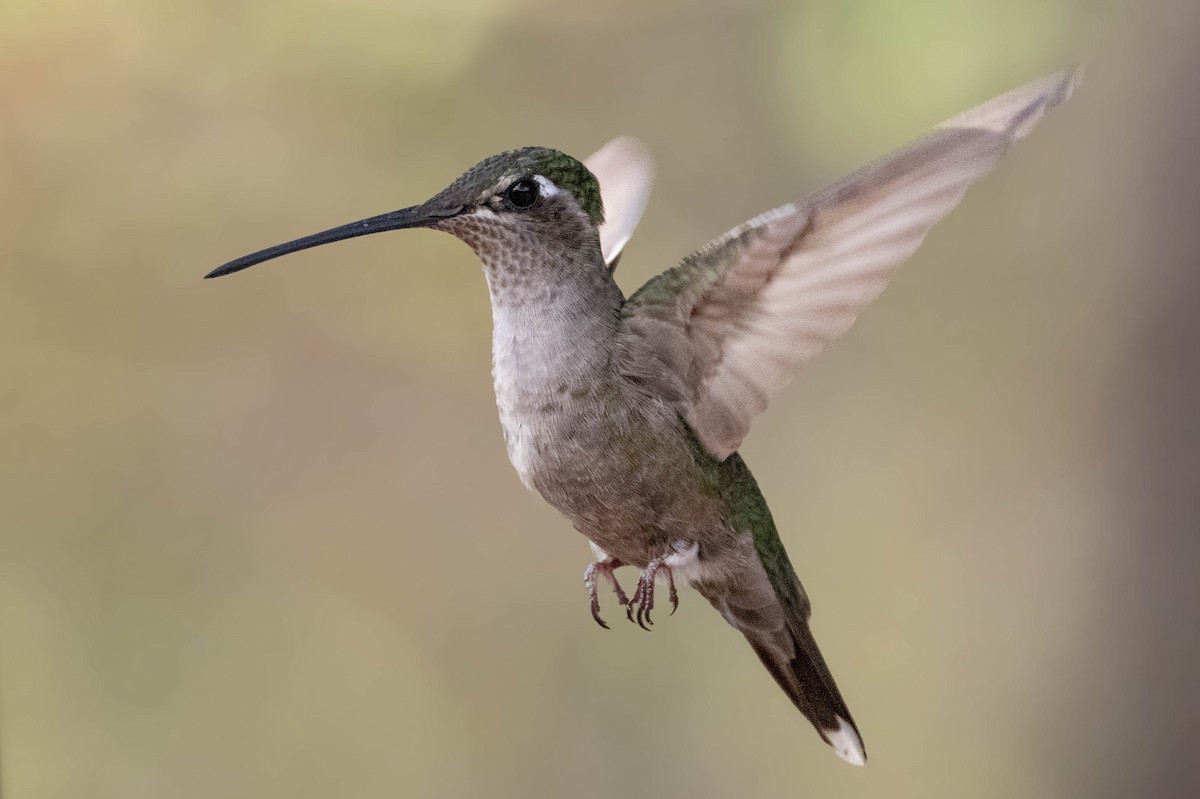 Rivoli's Hummingbird - ML638913100