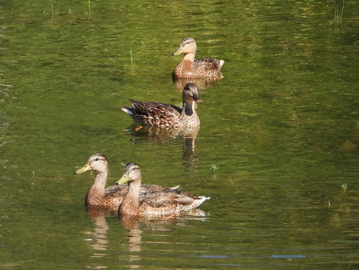 Mallard - ML638913102