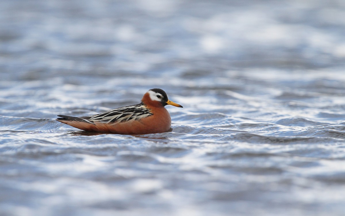 polarsvømmesnipe - ML63891311