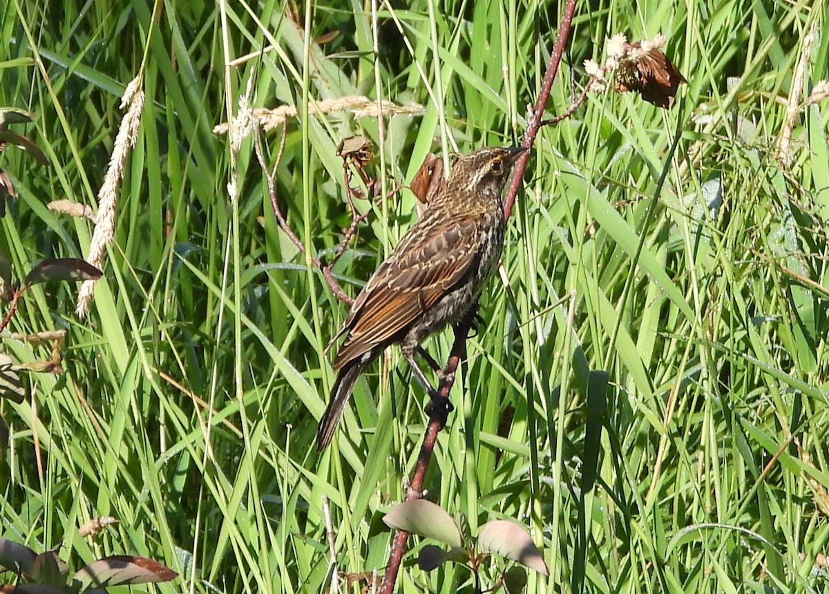 Red-winged Blackbird - ML638913112