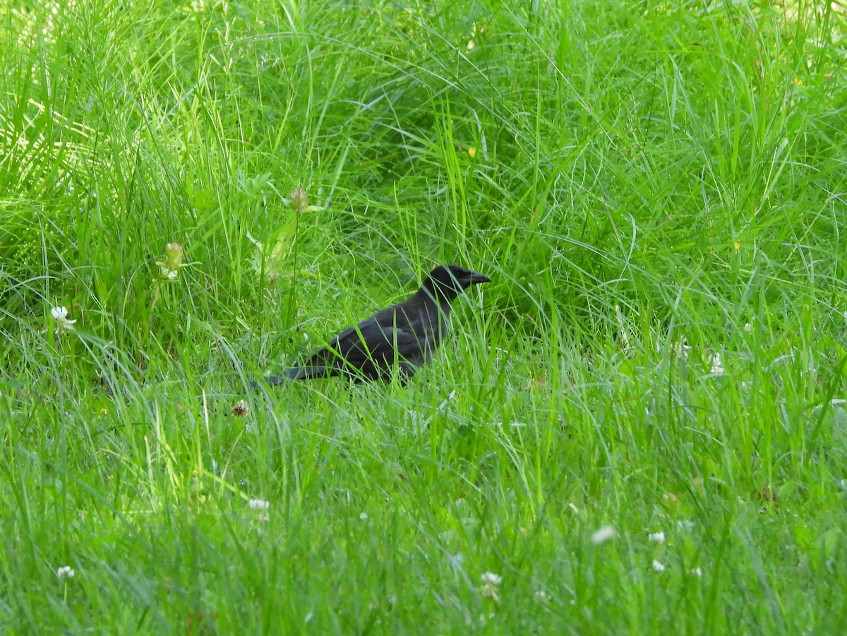 Common Grackle - ML638913125