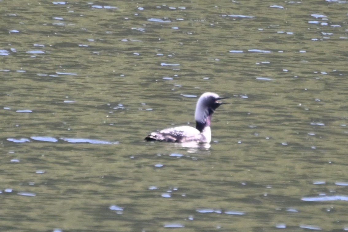 Pacific Loon - ML638913127