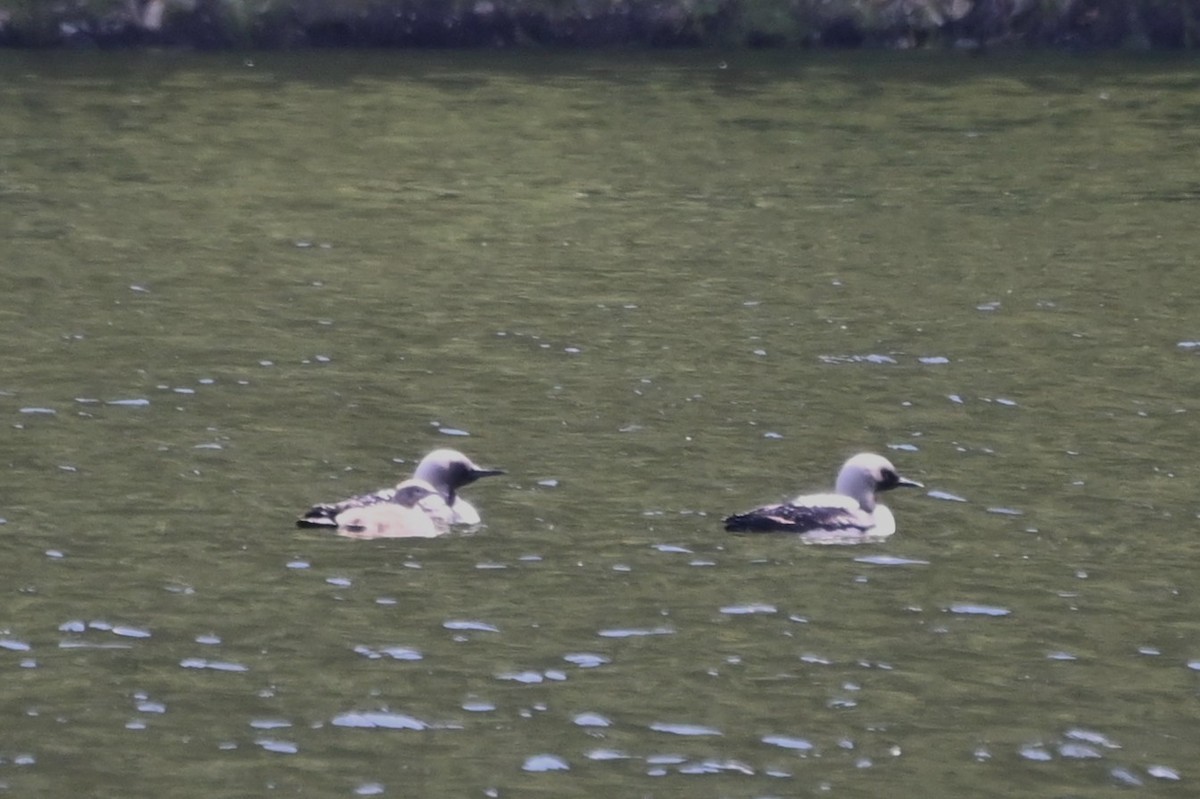 Pacific Loon - ML638913132