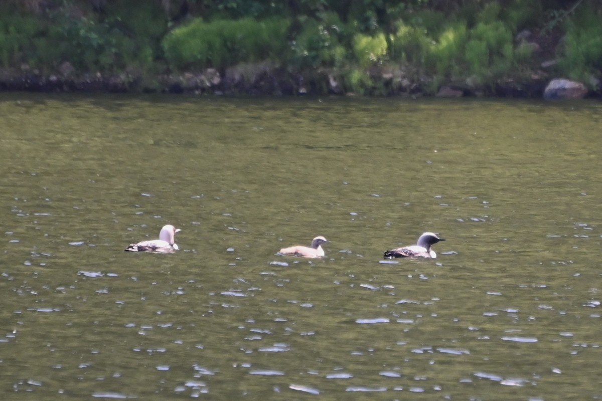 Pacific Loon - ML638913134