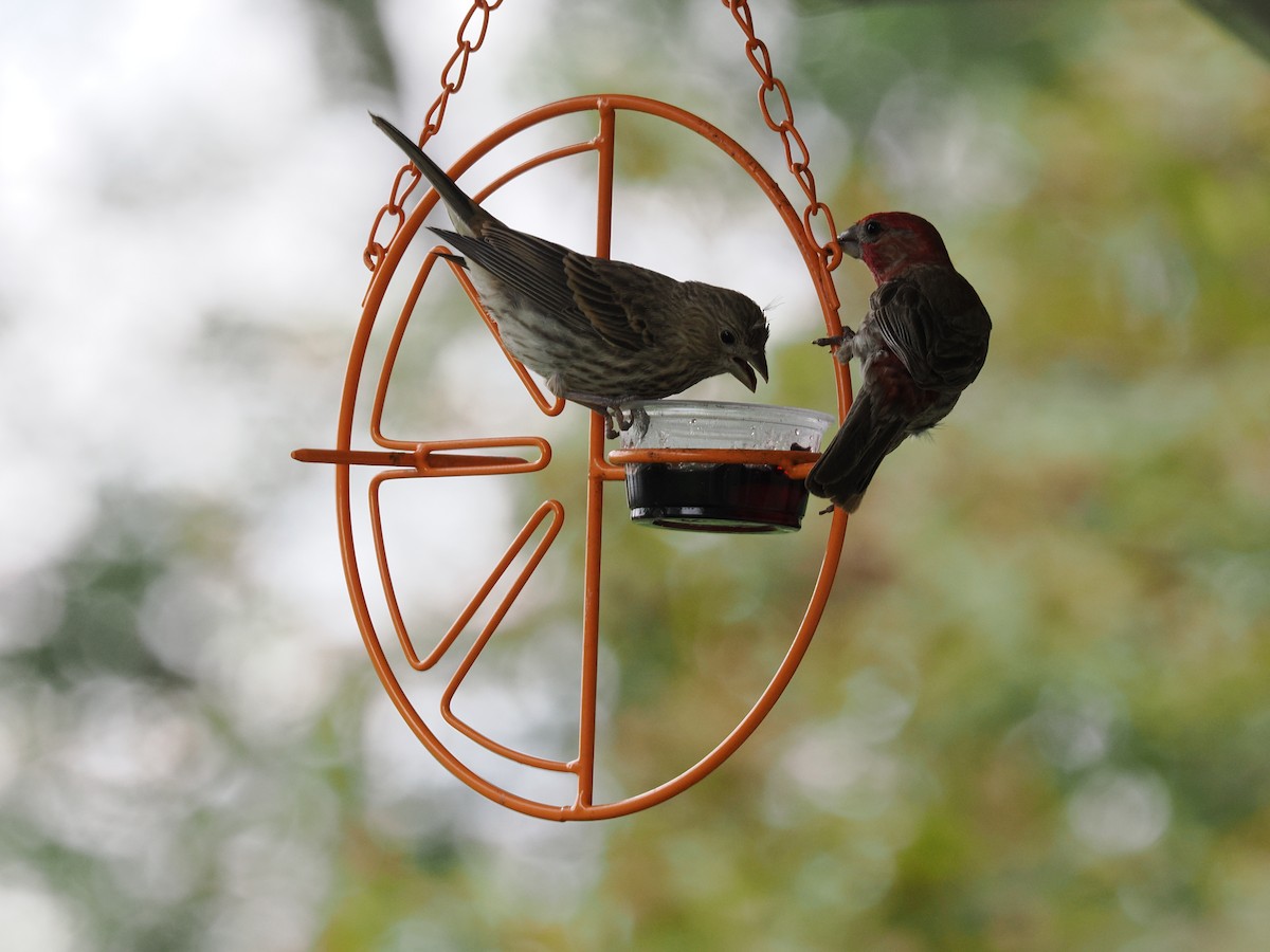 House Finch - ML638913142