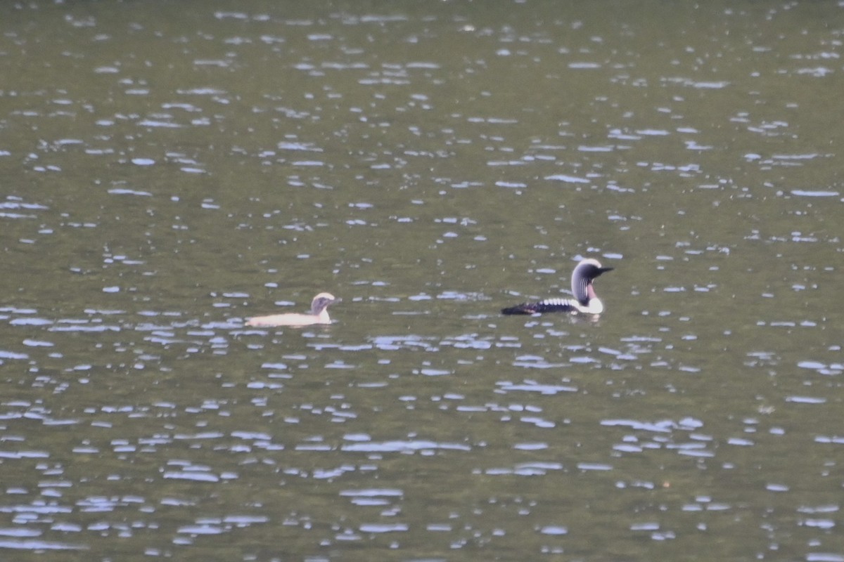 Pacific Loon - ML638913147