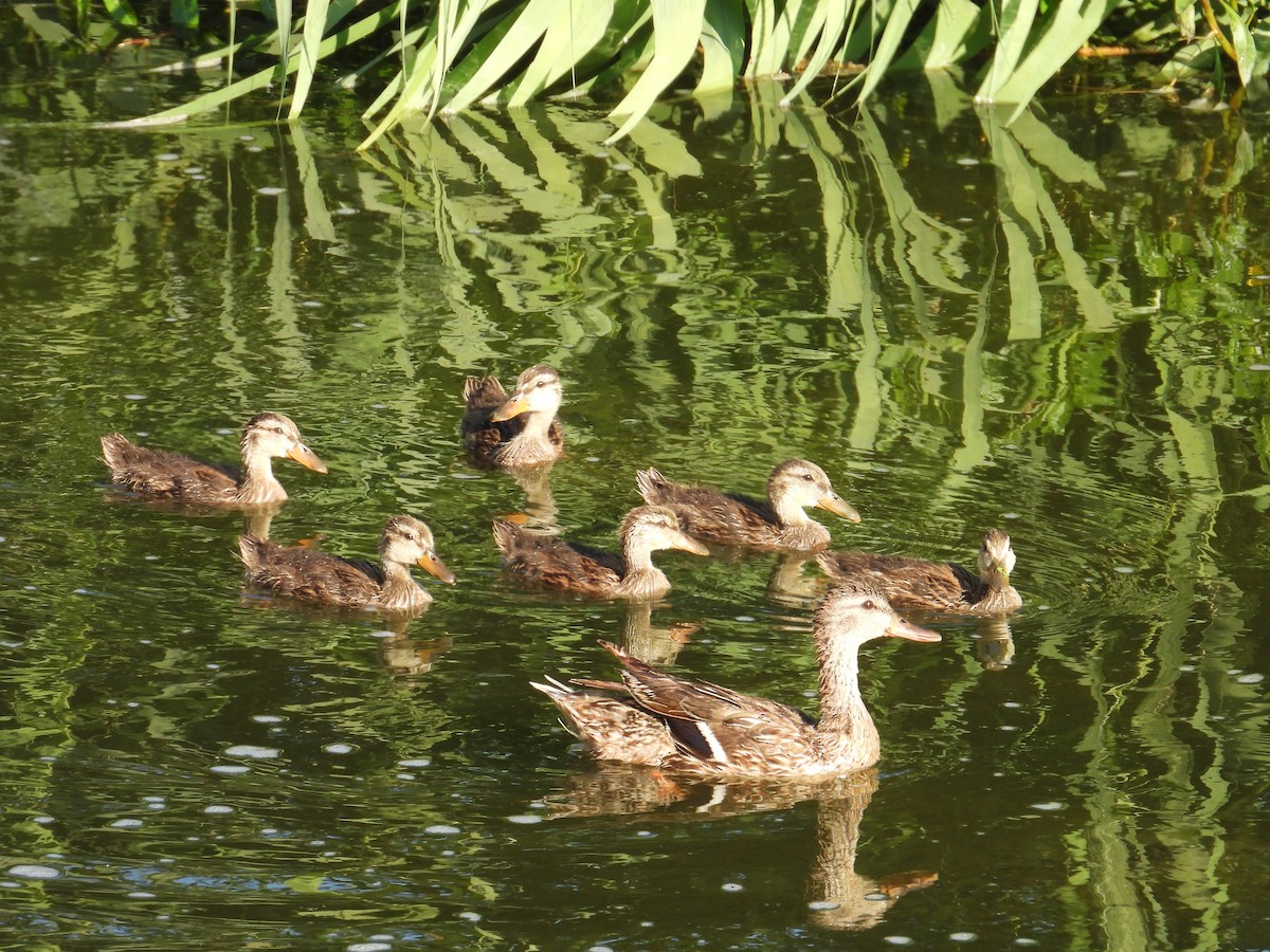 Mallard - ML638913173