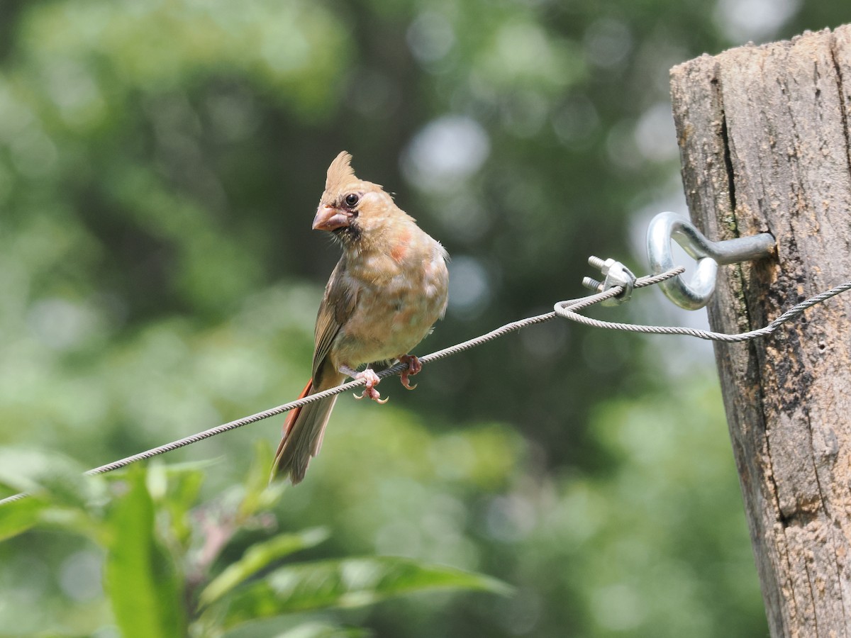 Northern Cardinal - ML638913182