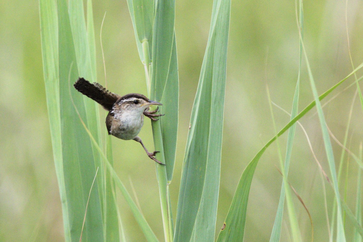 Marsh Wren - ML638913197