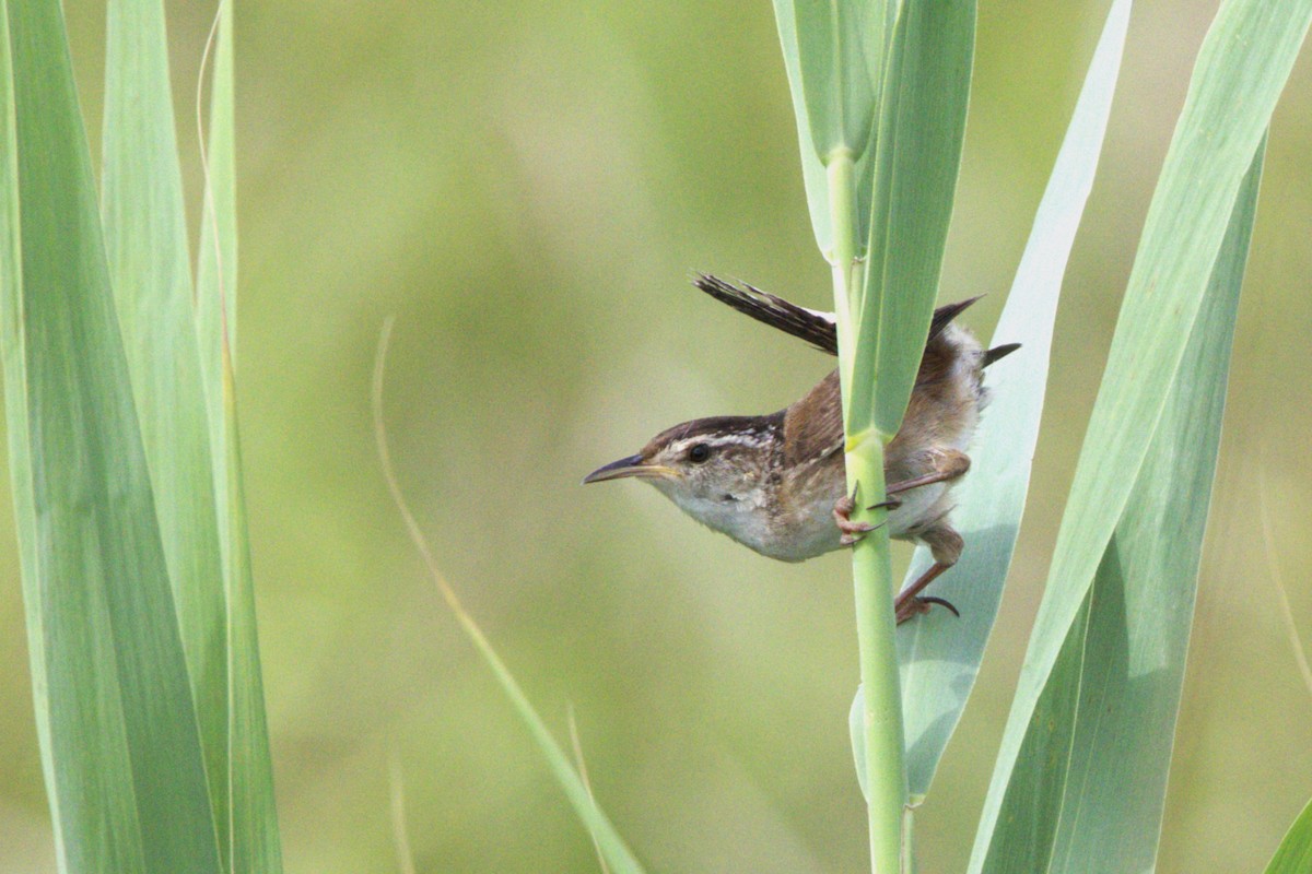 Marsh Wren - ML638913204