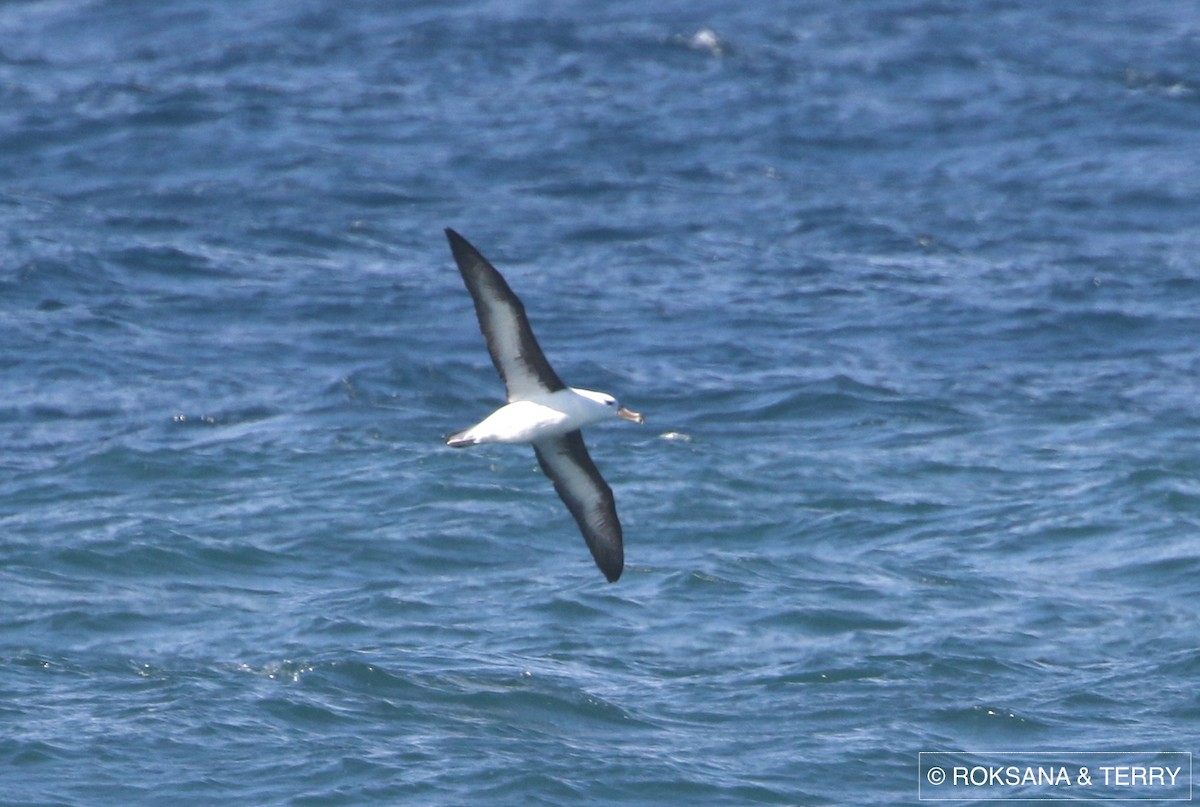 albatros černobrvý - ML63891321