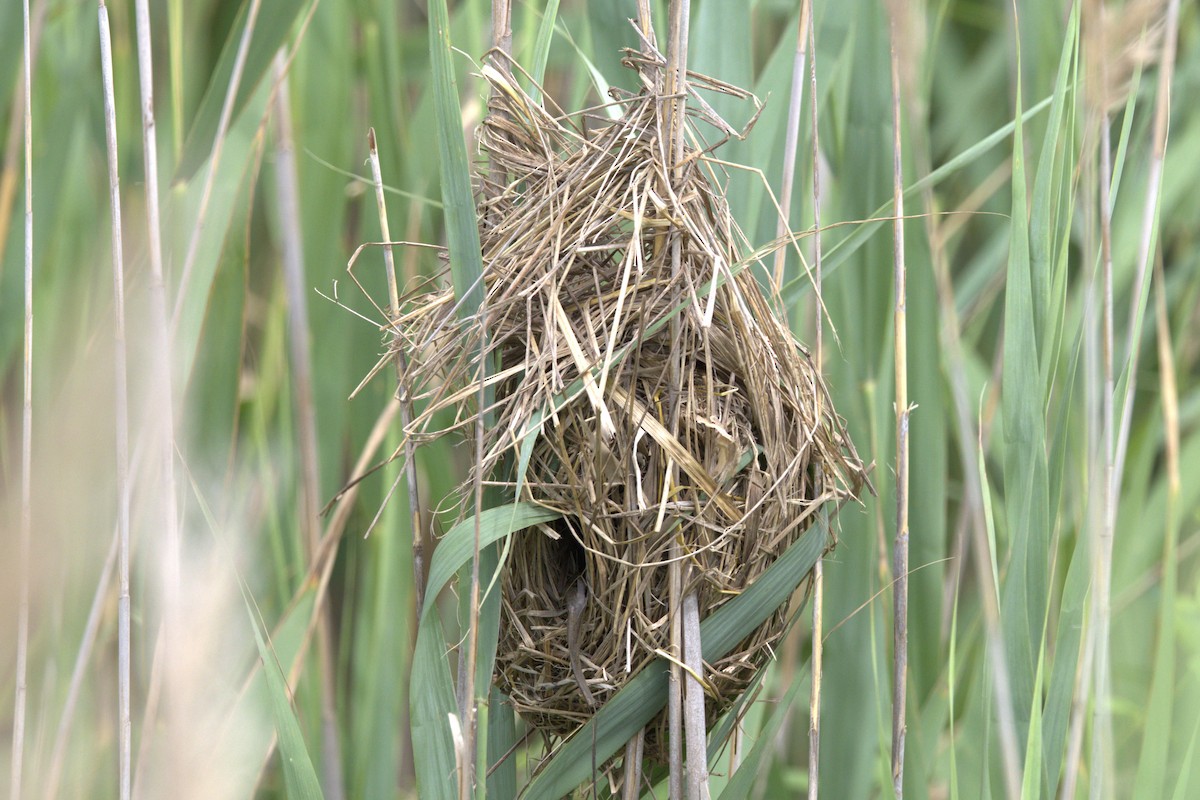 Marsh Wren - ML638913217
