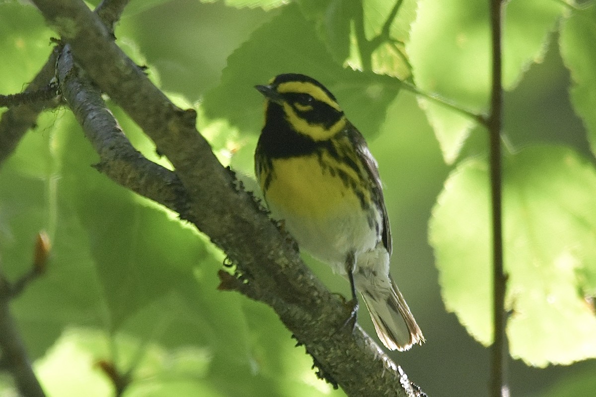 Townsend's Warbler - ML638913220