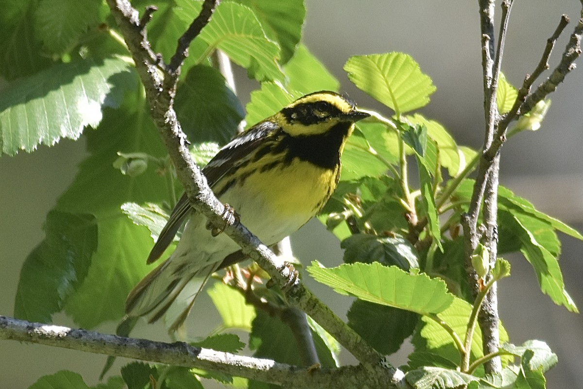 Townsend's Warbler - ML638913221