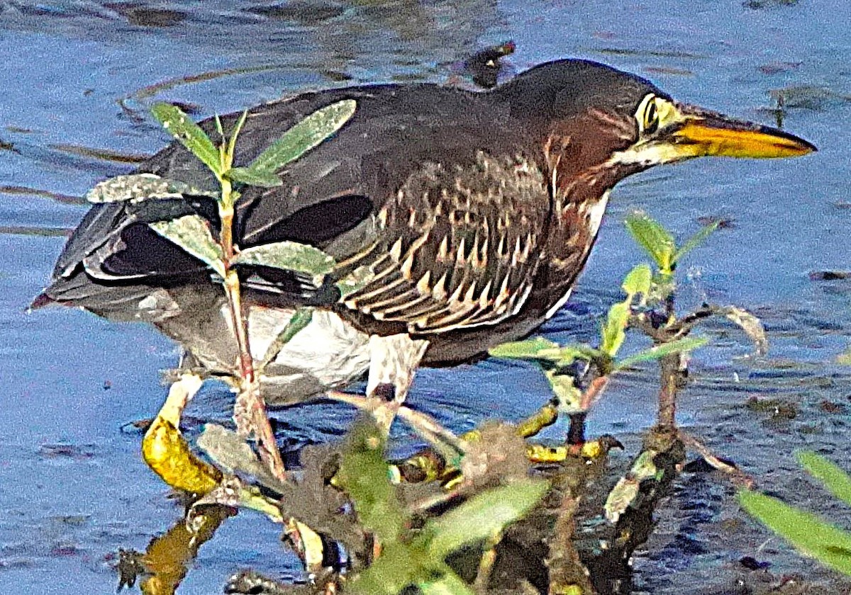 Green Heron - ML638913232