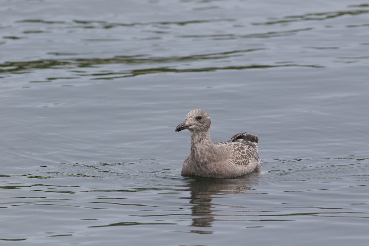 American Herring Gull - ML638913233