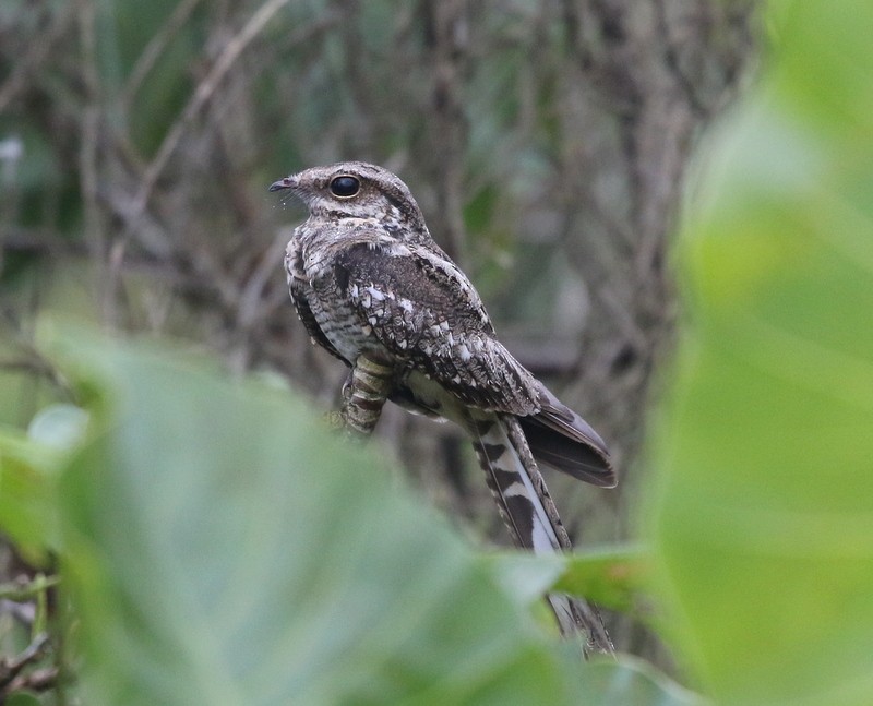 Ladder-tailed Nightjar - ML638913234
