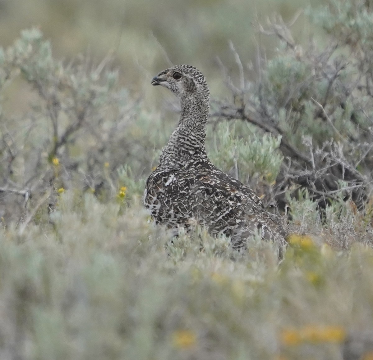 Greater Sage-Grouse - ML638913235